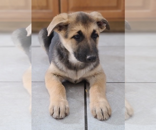 Medium Photo #2 German Shepherd Dog Puppy For Sale in WARREN, MA, USA