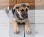 Small Photo #2 German Shepherd Dog Puppy For Sale in WARREN, MA, USA
