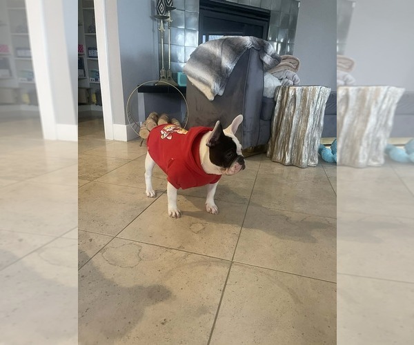Medium Photo #7 French Bulldog Puppy For Sale in CINCINNATI, OH, USA