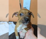 Small #3 Mutt