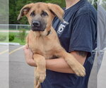 Small #5 Golden Shepherd
