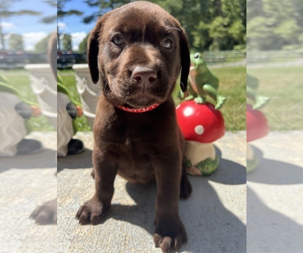 Medium Photo #11 Labrador Retriever Puppy For Sale in NEOLA, WV, USA