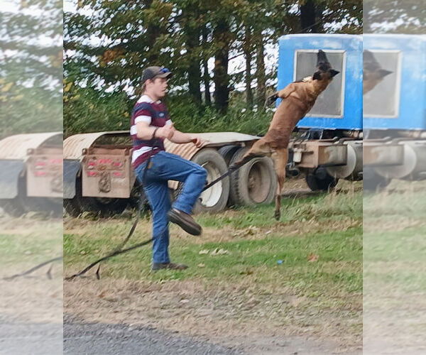 Medium Photo #4 Mutt Puppy For Sale in Imlay City, MI, USA