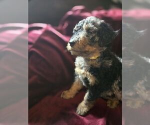 Poodle (Standard) Puppy for sale in SPARTANBURG, SC, USA