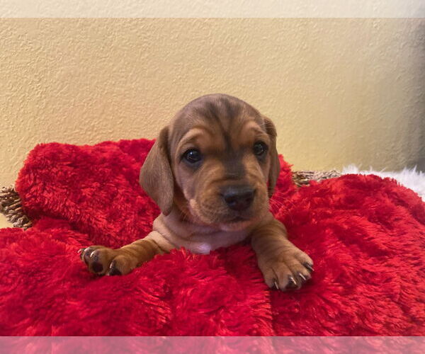 Medium Photo #2 Beagle-Unknown Mix Puppy For Sale in Euless, TX, USA