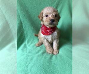 Goldendoodle (Miniature) Puppy for sale in HICKORY, NC, USA