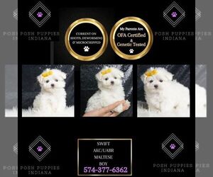 Maltese Puppy for sale in WARSAW, IN, USA
