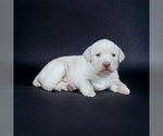 Small #3 Labrador Retriever