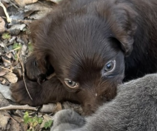 Medium Photo #1 Boykin Spaniel Puppy For Sale in PROSPERITY, SC, USA