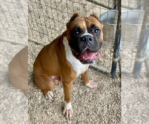 Curry - Male Boxer Dog for Adoption - Photo #2
