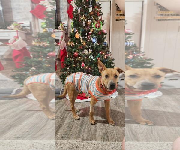 Medium Photo #9 Labrador Retriever-Unknown Mix Puppy For Sale in Fort Worth, TX, USA