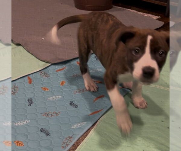 Medium Photo #2 Bogle Puppy For Sale in Mechanicsburg, PA, USA