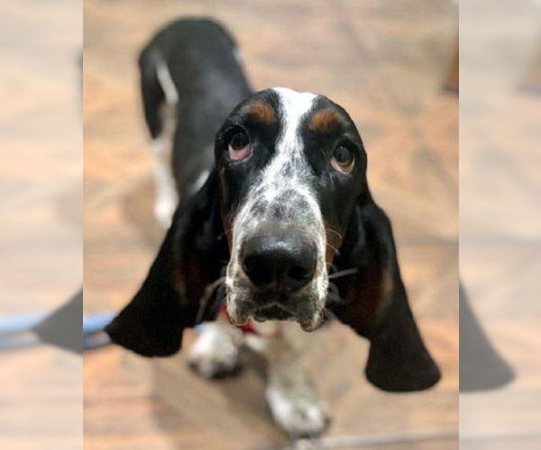 Medium Photo #5 Basset Hound Puppy For Sale in Deepwater, NJ, USA