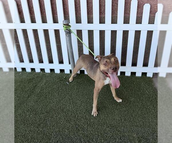 Medium Photo #1 Mutt Puppy For Sale in Modesto, CA, USA