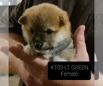 Puppy 5 Shiba Inu