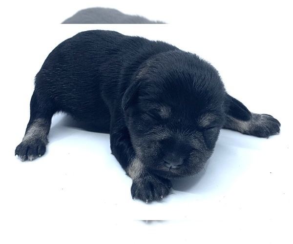 Medium Photo #11 Schnauzer (Miniature) Puppy For Sale in WINTERVILLE, GA, USA