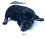 Small Photo #11 Schnauzer (Miniature) Puppy For Sale in WINTERVILLE, GA, USA