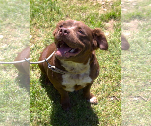 Medium Photo #4 American Staffordshire Terrier-Colonial Cocker Spaniel Mix Puppy For Sale in Jackson, MS, USA