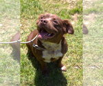 Small #3 American Staffordshire Terrier-Colonial Cocker Spaniel Mix