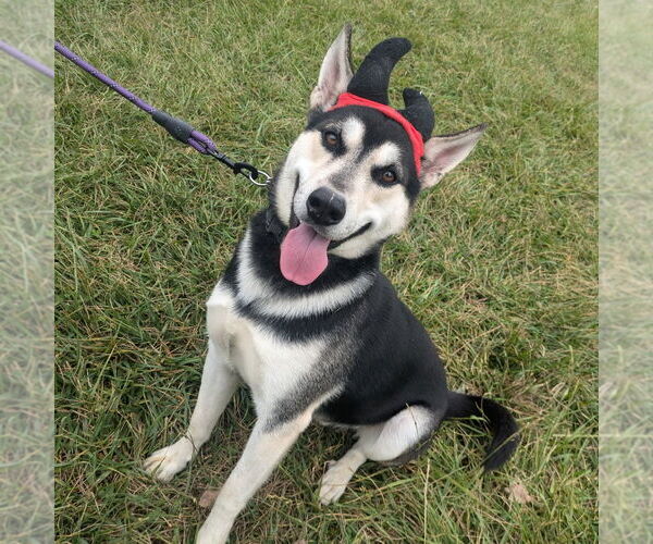 Medium Photo #1 Siberian Husky-Unknown Mix Puppy For Sale in Richmond, IN, USA