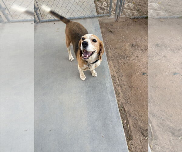 Medium Photo #1 Beagle Puppy For Sale in Apple Valley, CA, USA