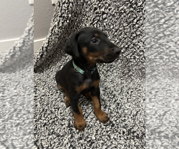 Medium Photo #1 Doberman Pinscher Puppy For Sale in WESTON, WI, USA