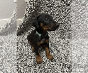 Medium Doberman Pinscher