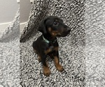 Puppy Aqua Doberman Pinscher
