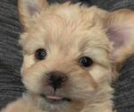 Small Photo #2 Maltipoo Puppy For Sale in TUCSON, AZ, USA