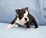 Small Photo #8 Boston Terrier Puppy For Sale in HOMINY, OK, USA