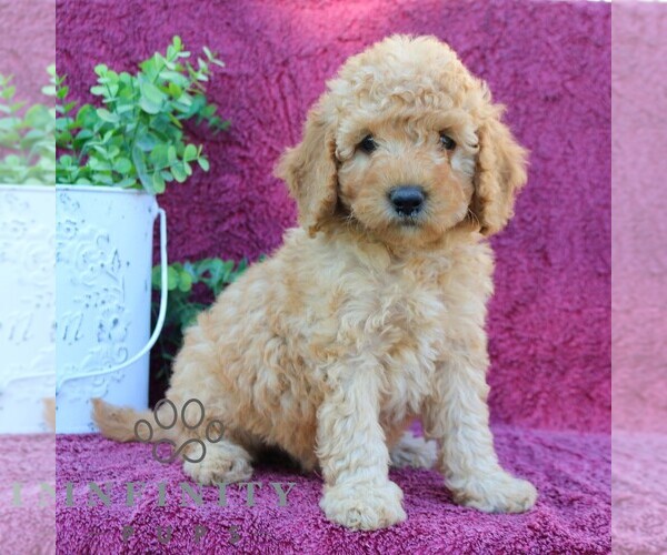 Medium Photo #1 Goldendoodle (Miniature) Puppy For Sale in EPHRATA, PA, USA
