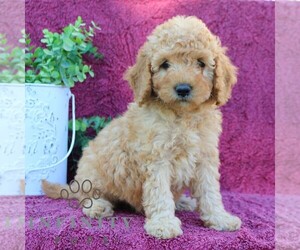 Goldendoodle (Miniature) Puppy for sale in EPHRATA, PA, USA