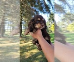 Small #2 Cocker Spaniel
