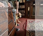 Small #23 Great Dane