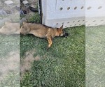 Small Photo #10 German Shepherd Dog Puppy For Sale in MODESTO, CA, USA