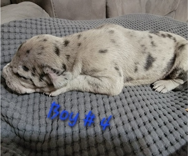 Medium Photo #8 Daniff Puppy For Sale in ROYAL CITY, WA, USA