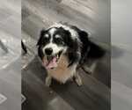 Small #1 Border Collie Mix