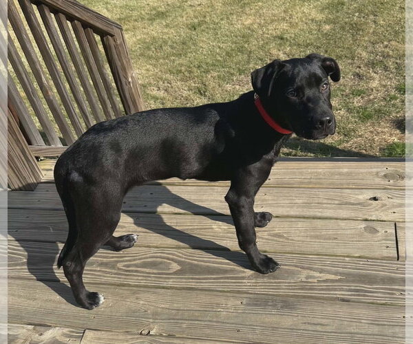 Medium Photo #4 - Mix Puppy For Sale in Scottsboro, AL, USA