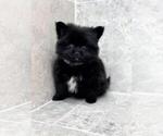 Small #6 Pomeranian