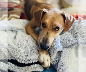 Mutt Dogs for adoption in Princeton, MN, USA