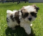 Small #9 Shih Tzu