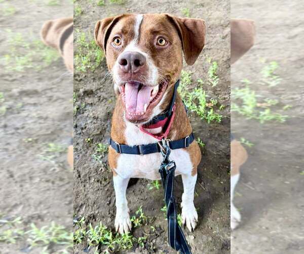 Medium Photo #7 Boxador Puppy For Sale in Elmsford, NY, USA