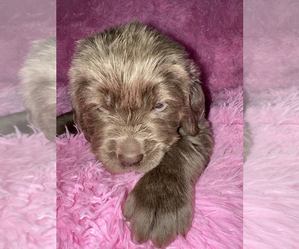 Medium Photo #3 Newfoundland Puppy For Sale in MARTINSBURG, WV, USA