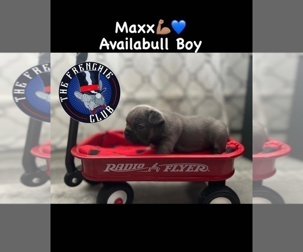 Medium Photo #8 French Bulldog Puppy For Sale in CLIFTON, NJ, USA