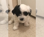 Small Photo #6 Coton de Tulear Puppy For Sale in DALLAS, TX, USA