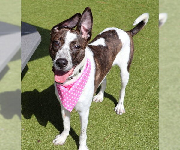 Medium Photo #3 Mutt Puppy For Sale in Rockaway, NJ, USA