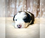 Small Photo #8 Miniature Australian Shepherd Puppy For Sale in OPELIKA, AL, USA