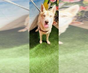 Siberian Husky-Unknown Mix Dogs for adoption in Globe, AZ, USA