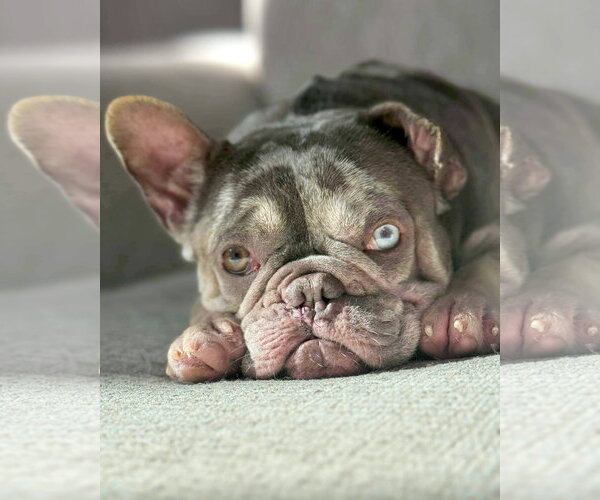 Medium Photo #8 French Bulldog-Unknown Mix Puppy For Sale in Corona, CA, USA