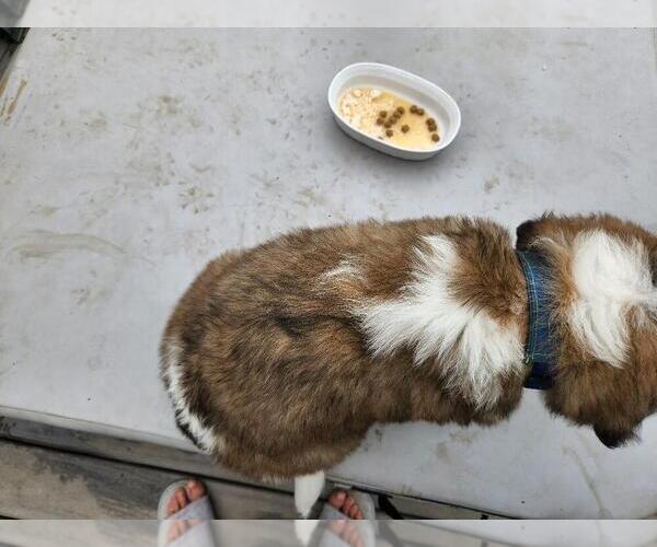 Medium Photo #3 Saint Bernard Puppy For Sale in EAST HAMPTON, CT, USA
